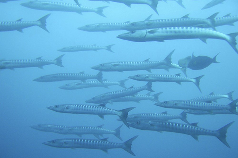 fish Dauin Dive Sites