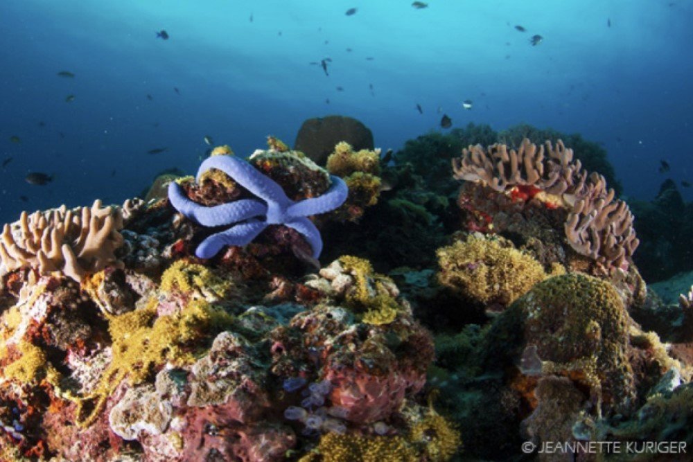 Dauin Dive Sites corals