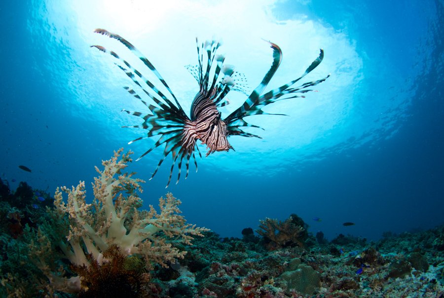 Malapascua Dive Sites apo baluarte