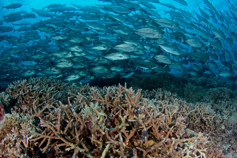Malapascua Dive Sites coral reef