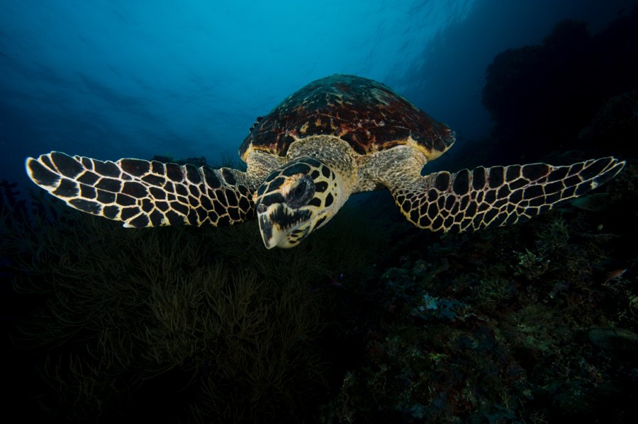 Malapascua Dive Sites sea turtle