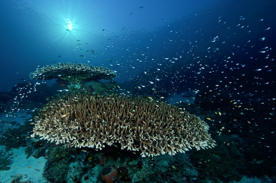 Malapascua Dive Sites coral reef