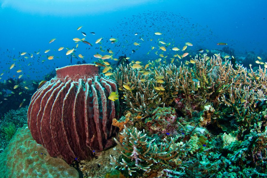 balay reef