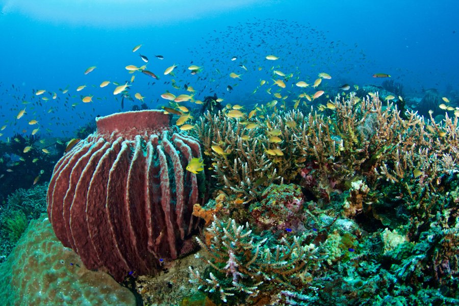 Malapascua Dive Sites balay reef