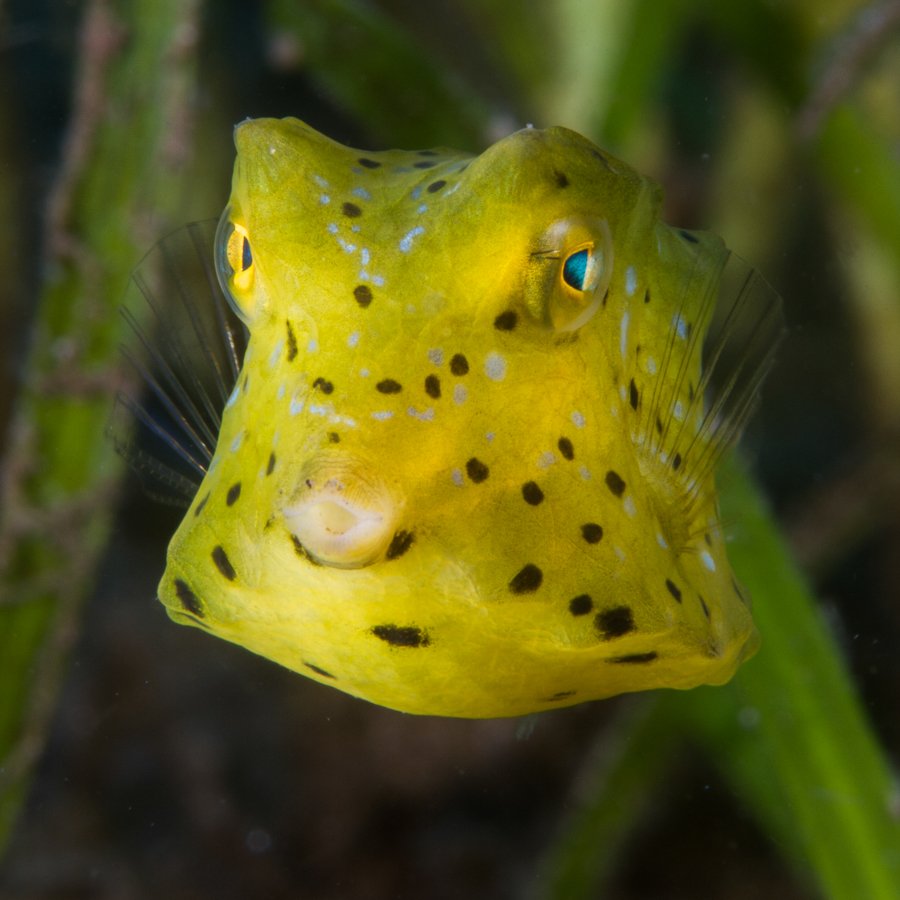 Malapascua Dive Sites bobs palce