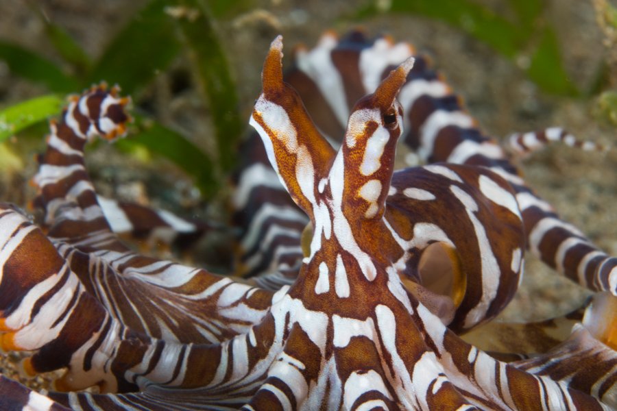 Malapascua Dive Sites bonnets