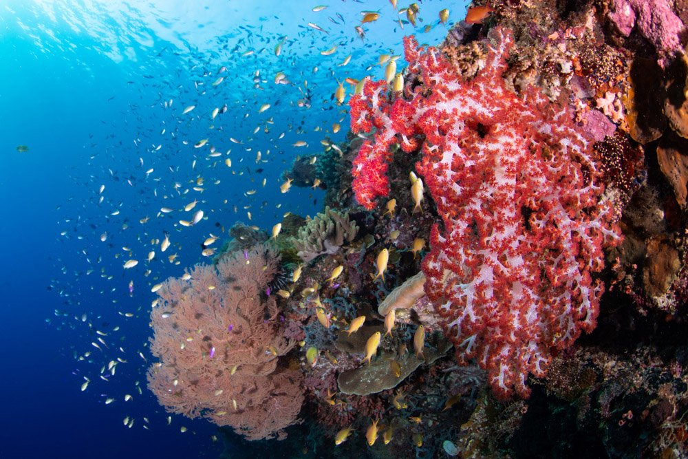 Cabilao Underwater