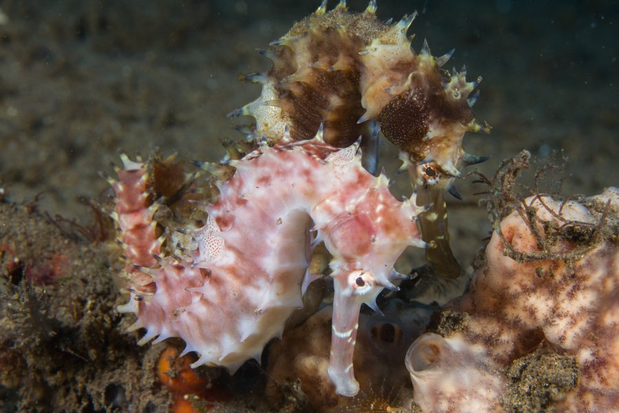 Malapascua Dive Sites Malapascua Dive Sites