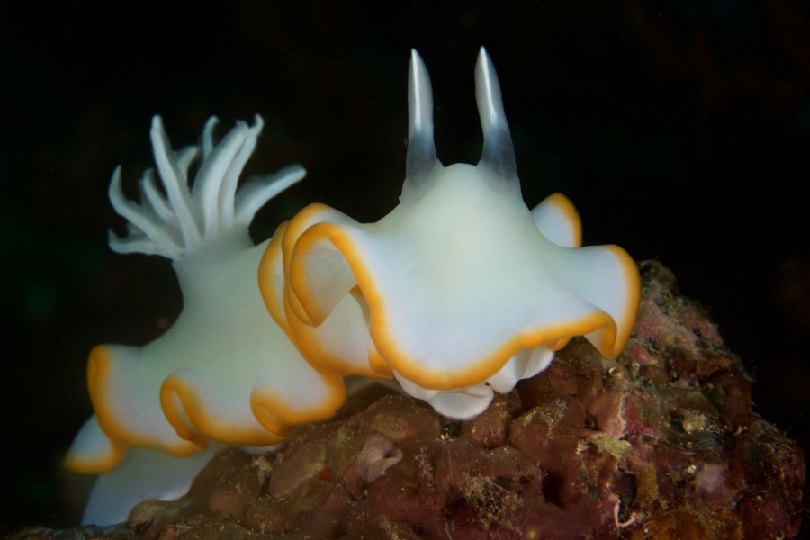 Malapascua Dive Sites