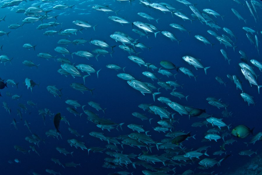 Malapascua Dive Sites