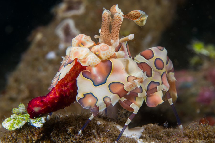 Malapascua Dive Sites dakit-dakit