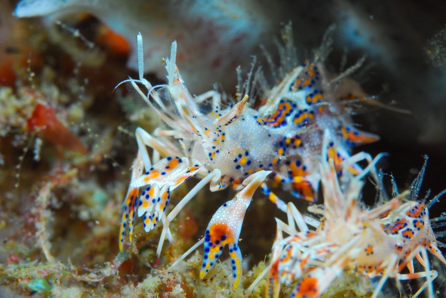 Malapascua Dive Sites Dauin-North-South