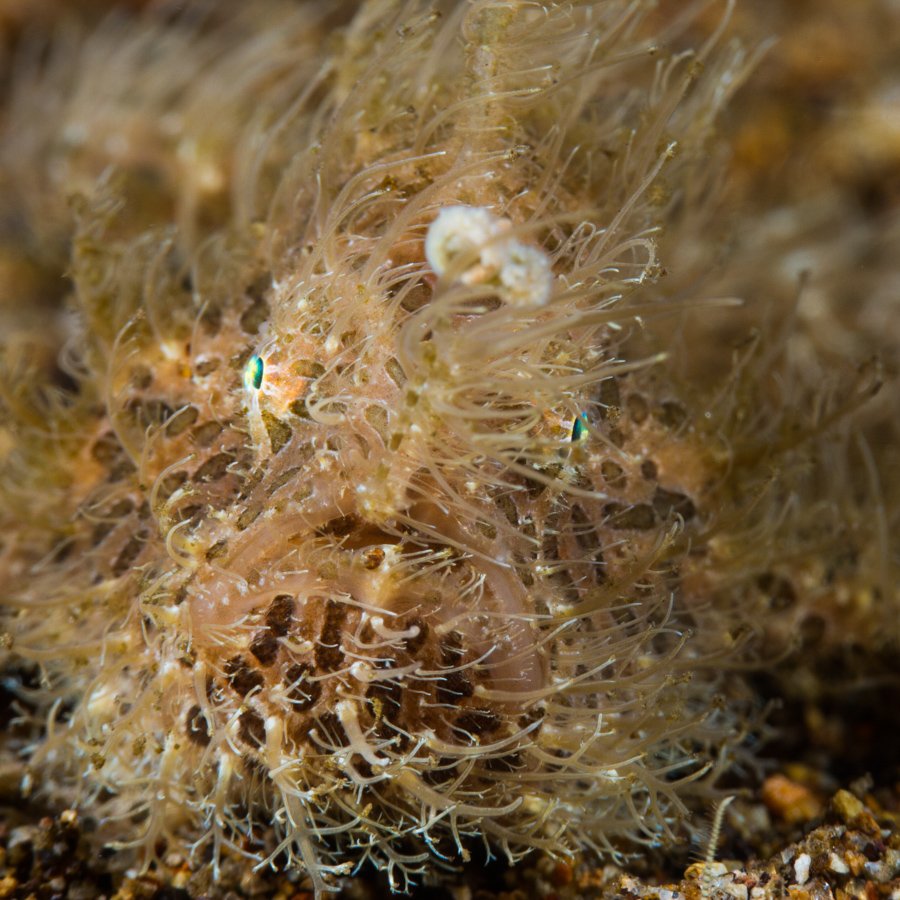 Malapascua Dive Sites evo reef