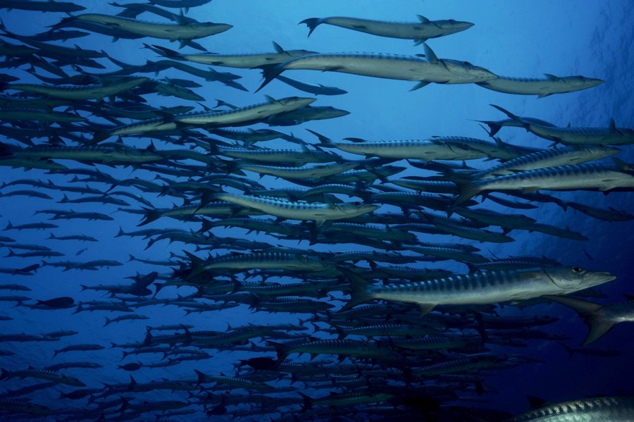 Malapascua Dive Sites