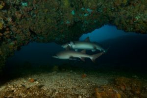 Malapascua Dive Sites gato island