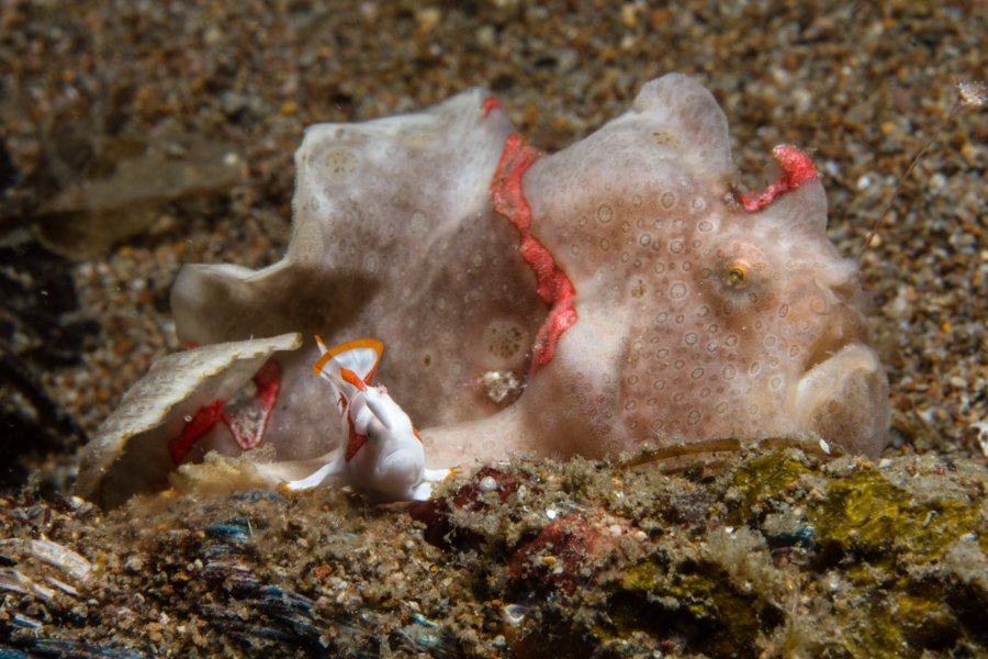 Malapascua Dive Sites ginama point