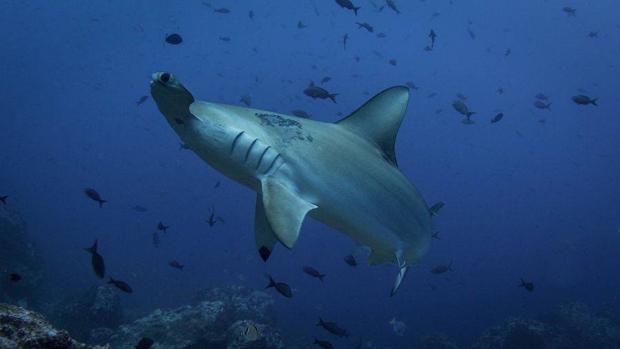 kemod shoal Malapascua Dive Sites