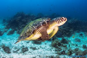 Malapascua Dive Sites sea turtle