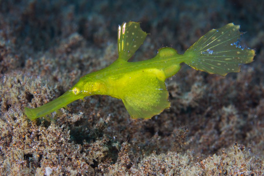 Malapascua Dive Sites