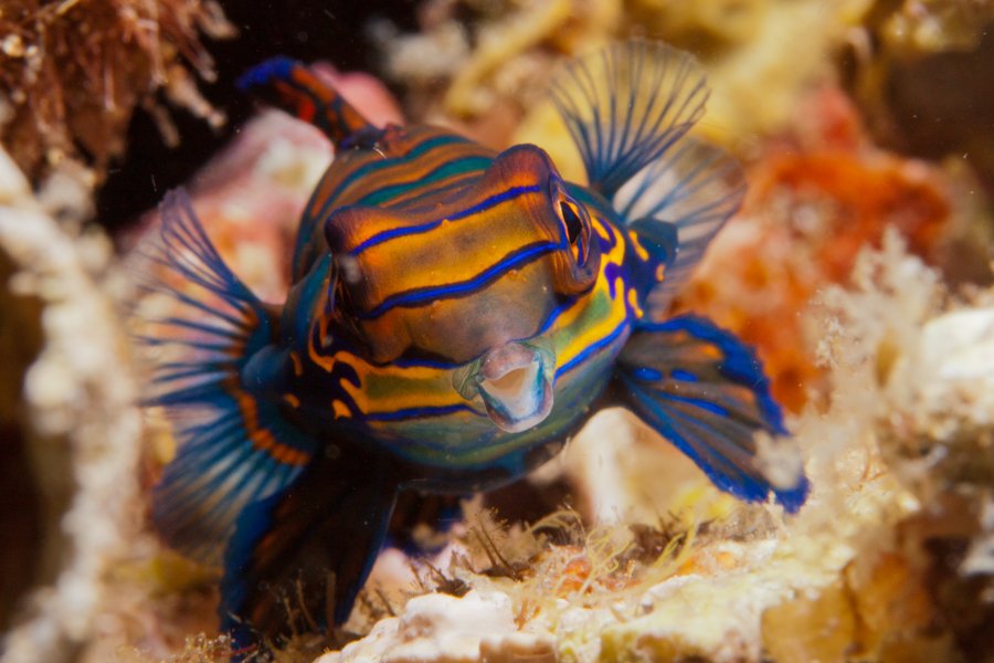 Malapascua Dive Sites