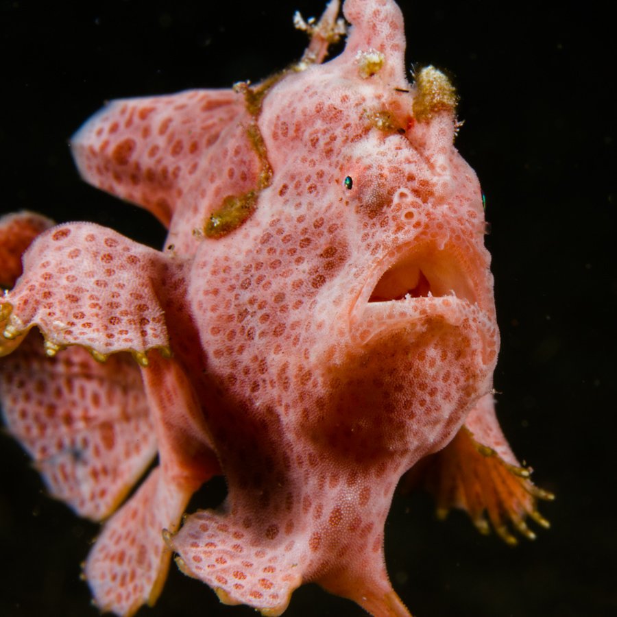 Malapascua Dive Sites masaplod sur