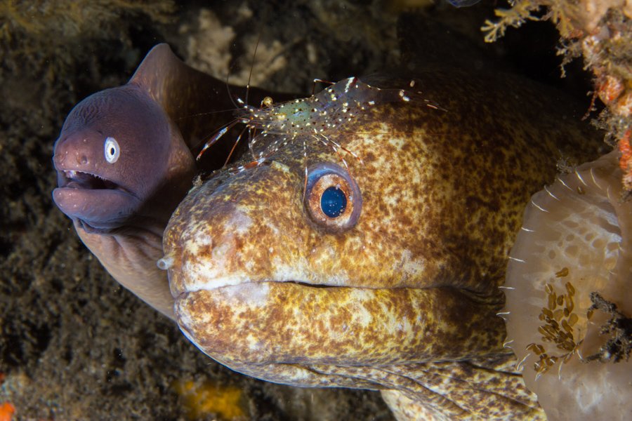 Malapascua Dive Sites masaplod