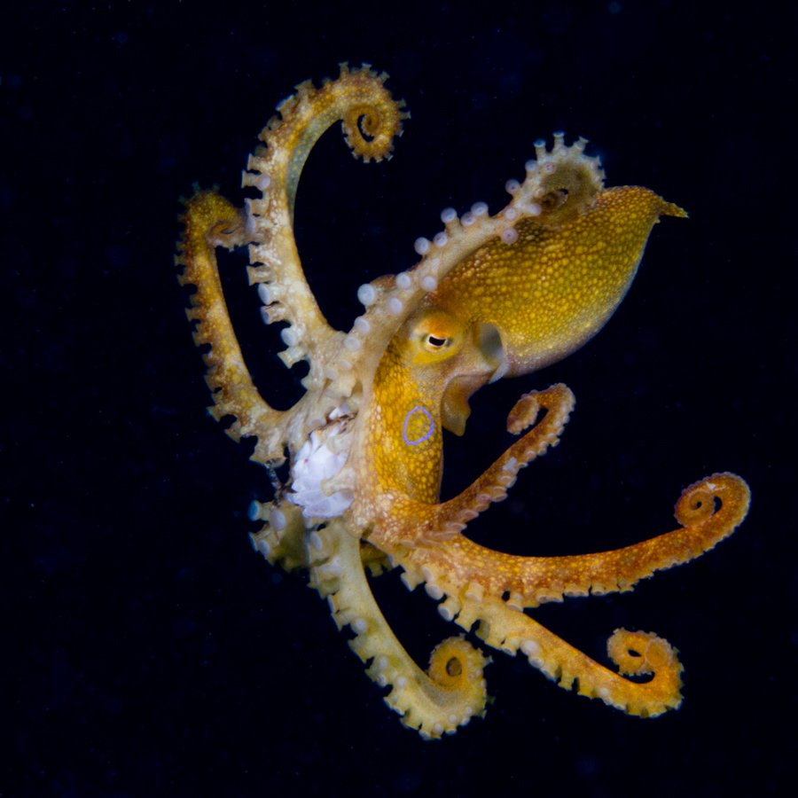 Malapascua Dive Sites nunez shoal