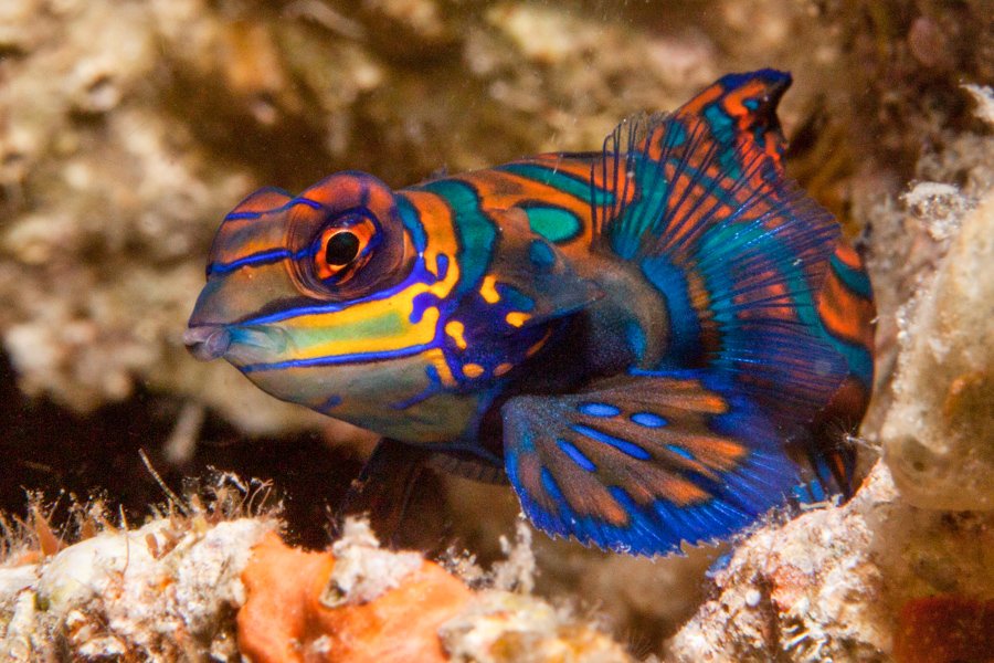 Malapascua Dive Sites panabolon