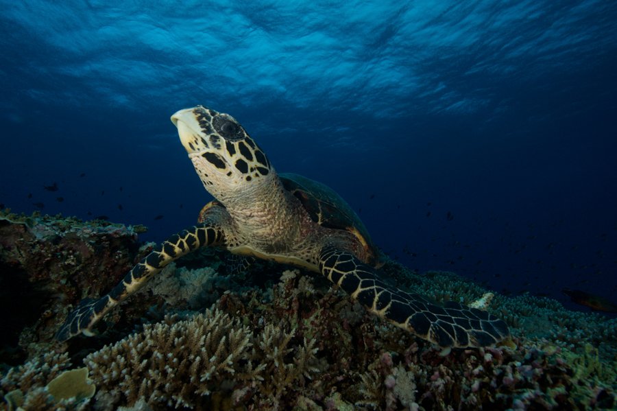 Malapascua Dive Sites turtle
