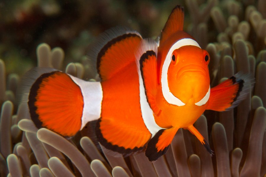 Malapascua Dive Sites