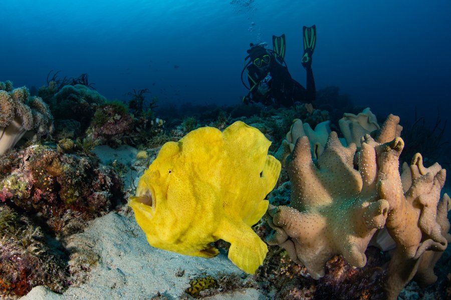 Malapascua Dive Sites sandigan slope