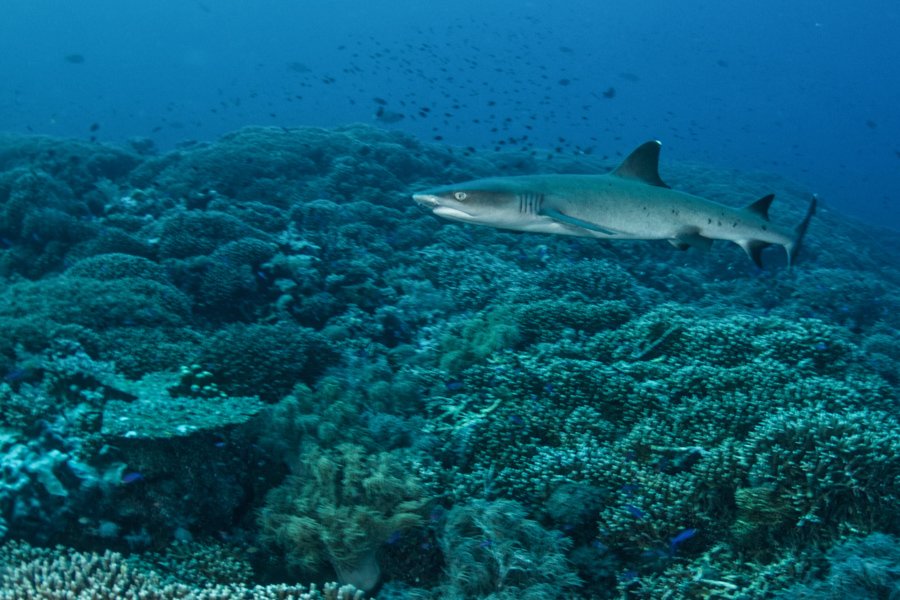 Malapascua Dive Sites south point