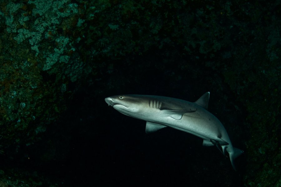 Malapascua Dive Sites sumilon island