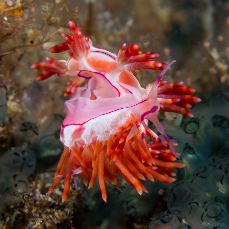 Malapascua Dive Sites