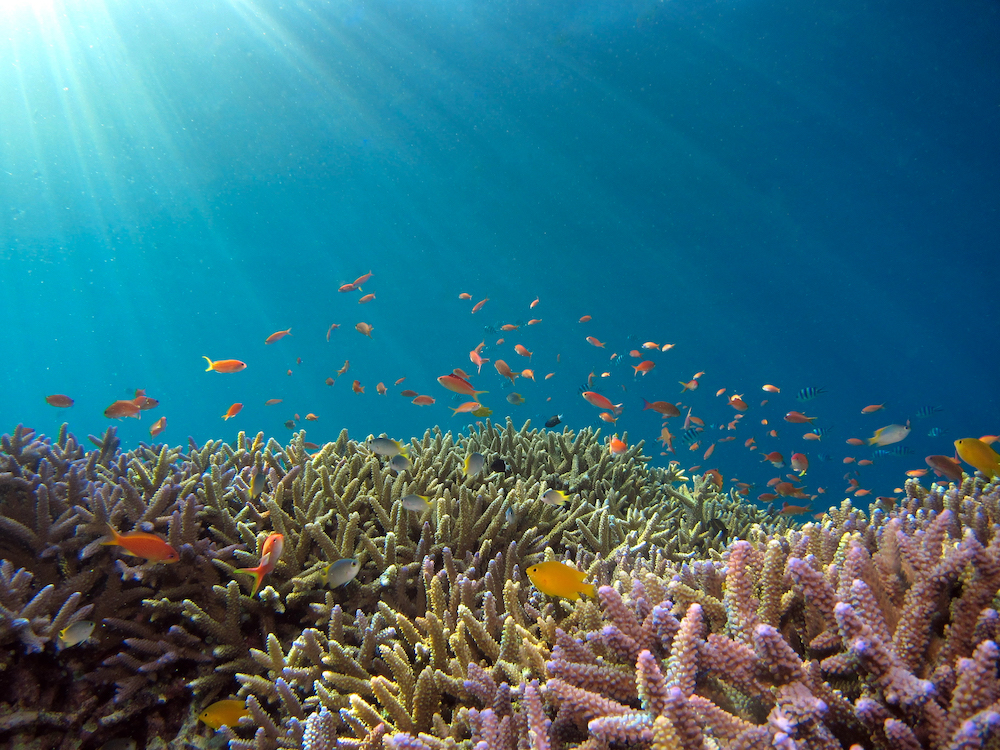 Coral Reefs Tubbataha Reef in the Philippines