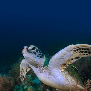 sea turtle