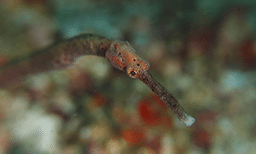 Dive Sites Malapascua