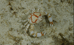 Evo Reef dive site malapascua