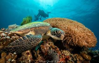 island hopping philippines turtle