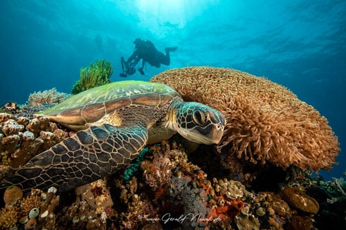 island hopping philippines turtle