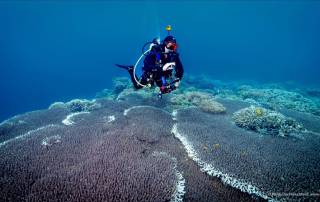 scuba diving philippines