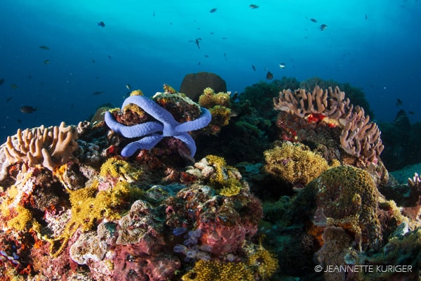 apo Island