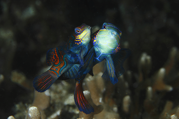 sea creature at Panabolon dauin dive site BY Zhang Fan