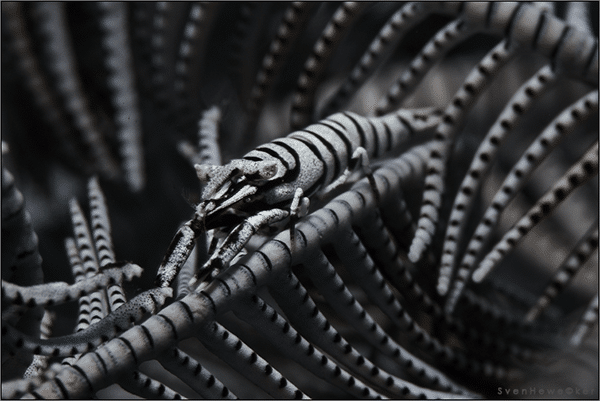 sea creature at Rockpile dauin dive