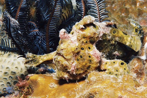 sea creature at San Miguel dauin dive site philippines