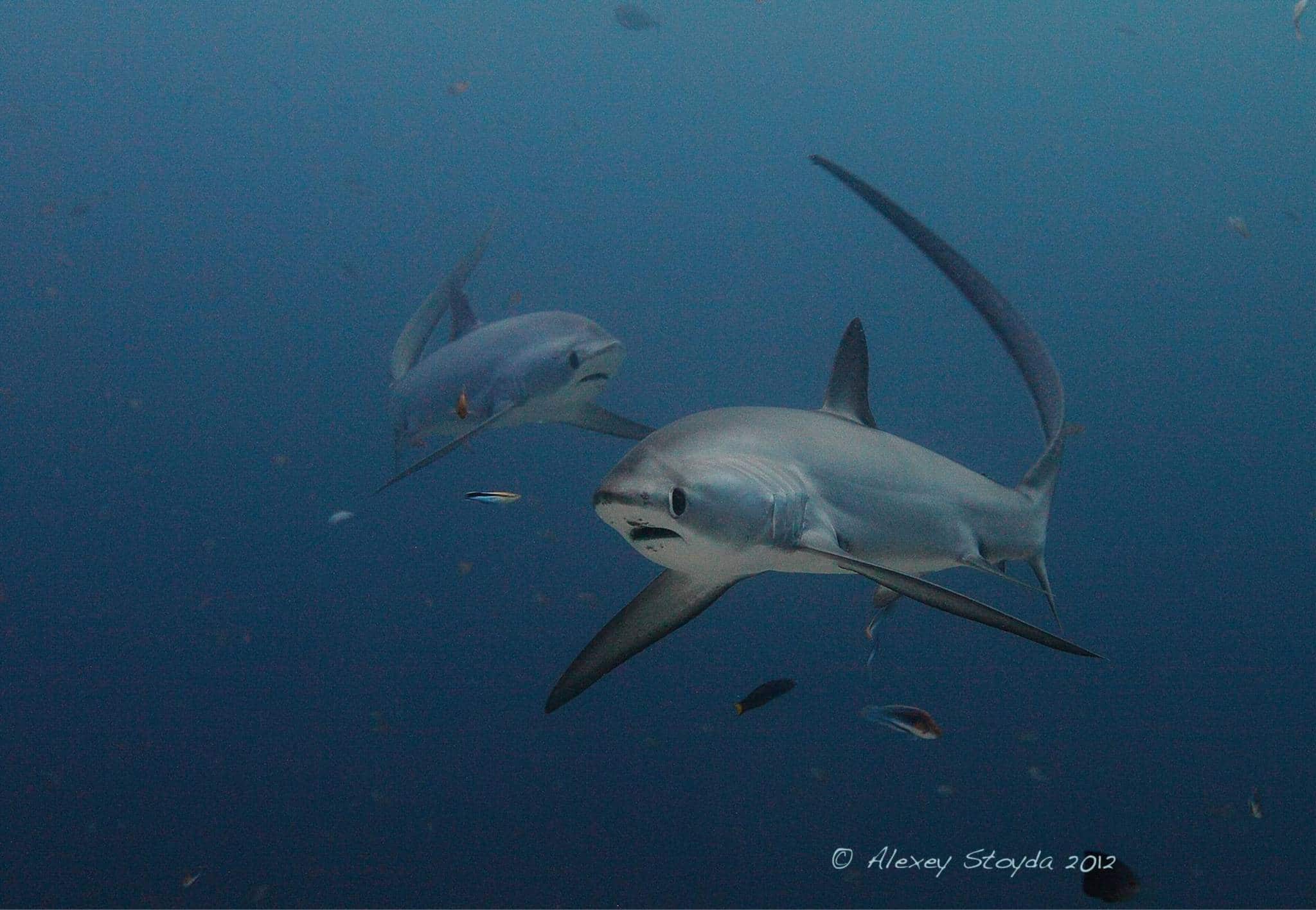 thresher shark kimud shoal