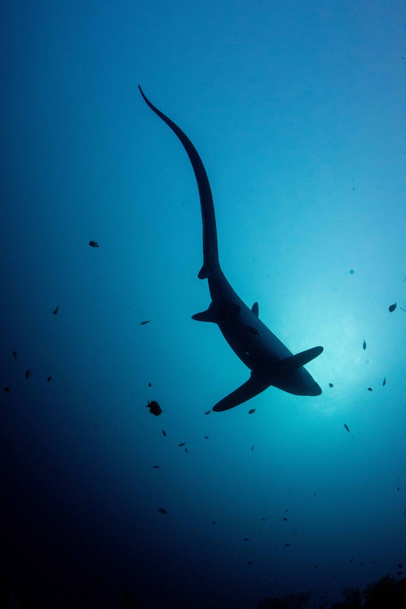 thresher sharks malapascua