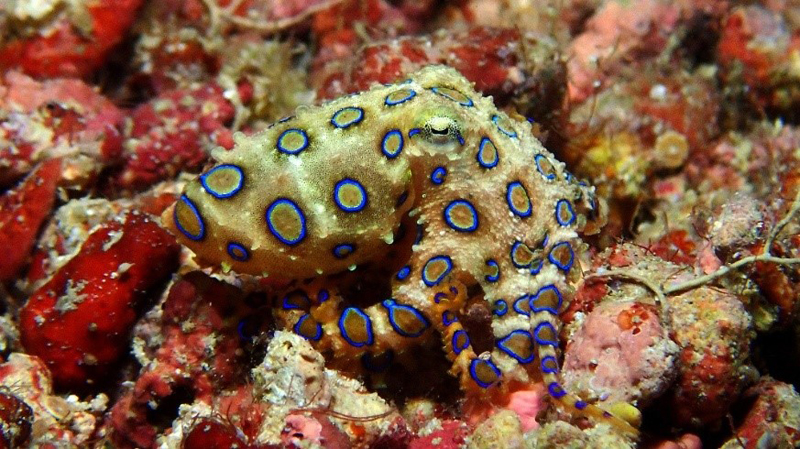 catulayan sanctuary dive site siquijor catulayan sanctuary dive site siquijor