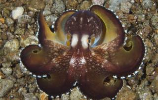 Mototi Octopus