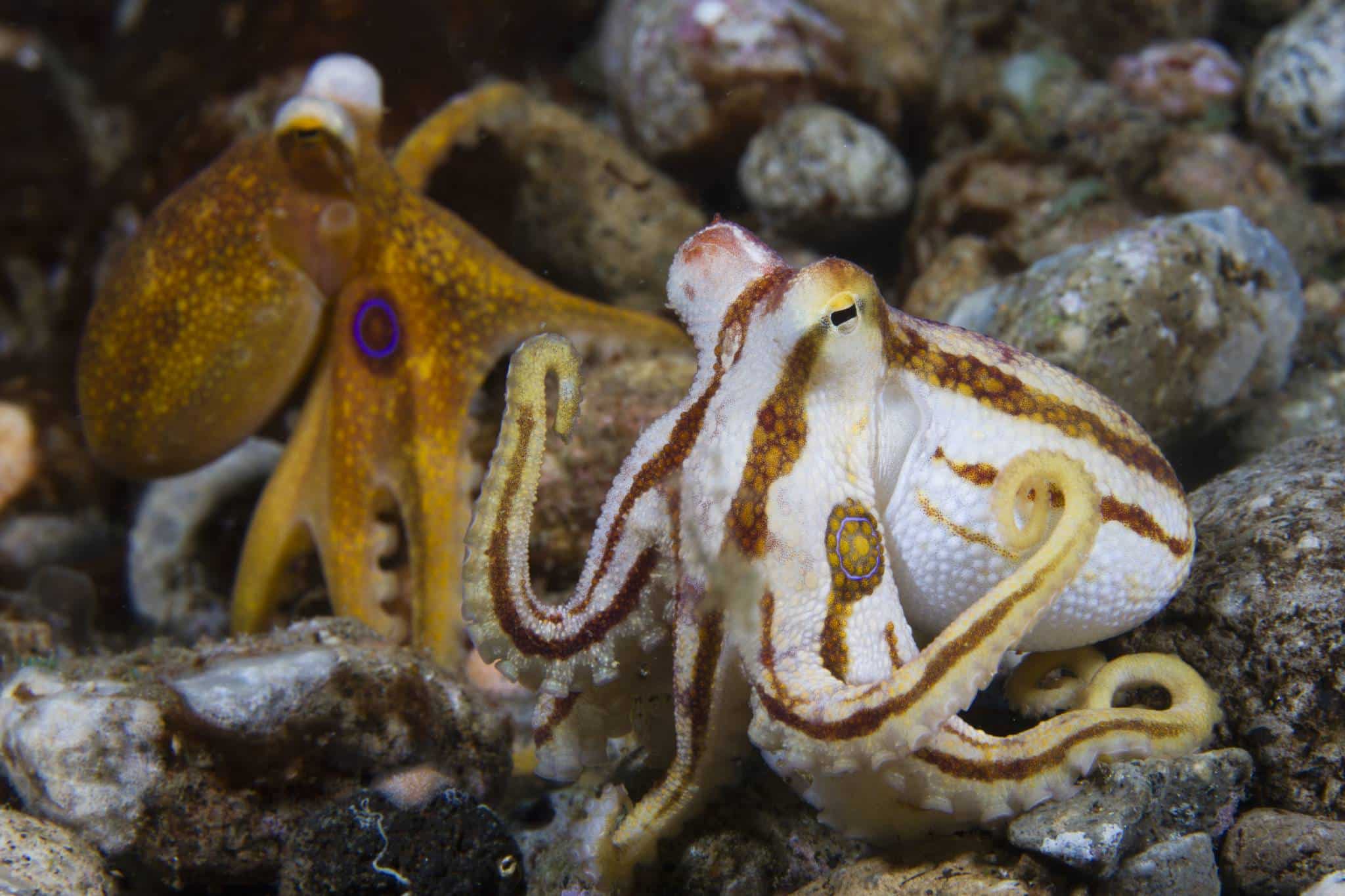 2. Mototi Octopus